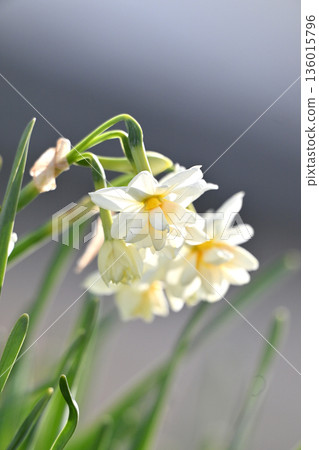 Daffodil (narcissus) Daffodil (narcissus) 136015796