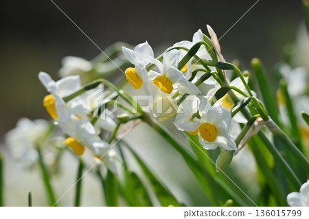 Daffodil (narcissus) 136015799