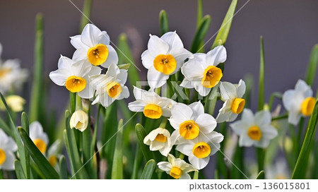 水仙花 水仙花 136015801