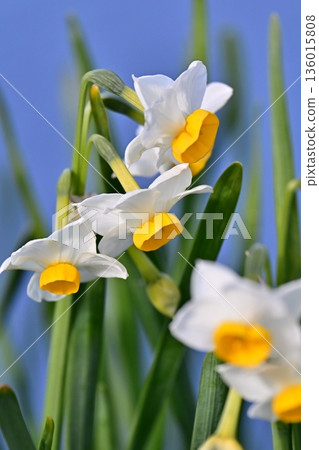 水仙花 136015808