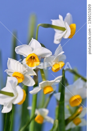 Daffodil (narcissus) 136015809