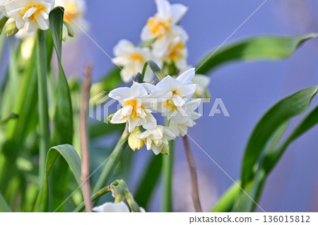 水仙花 水仙花 136015812