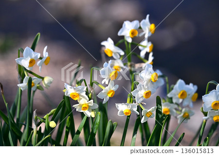 Daffodil (narcissus) 136015813