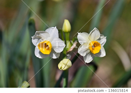 Daffodil (narcissus) Daffodil (narcissus) 136015814