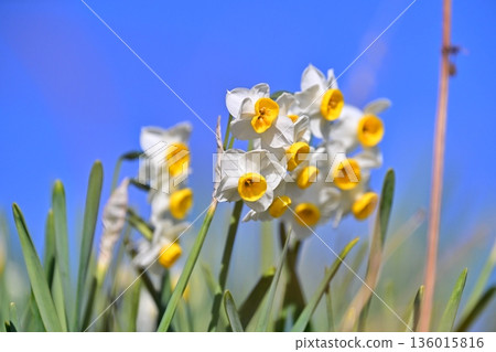 水仙花 水仙花 136015816