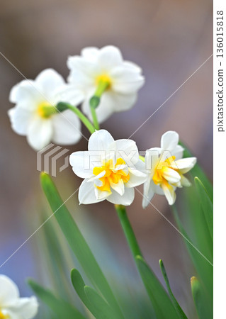 Daffodil (narcissus) 136015818