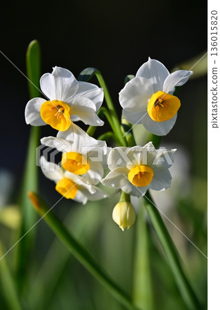 Daffodil (narcissus) 136015820