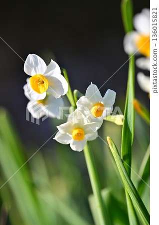 水仙花 136015821