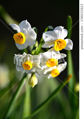 Daffodil (narcissus) 136015823