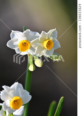 Daffodil (narcissus) 136015824