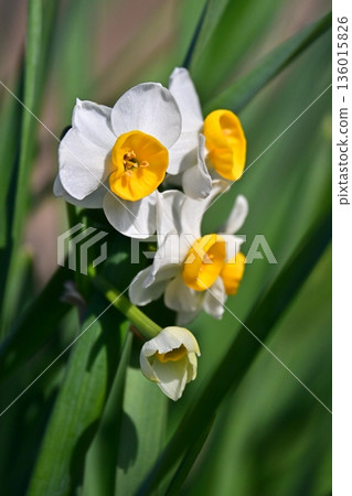 Daffodil (narcissus) 136015826