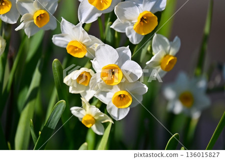 水仙花 水仙花 136015827