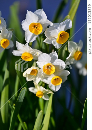 Daffodil (narcissus) 136015829