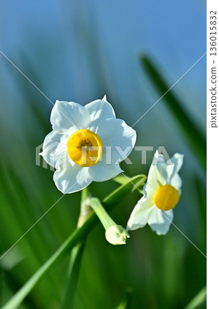 水仙花 水仙花 136015832