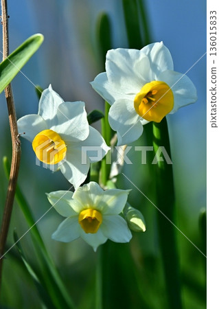 水仙花 136015833
