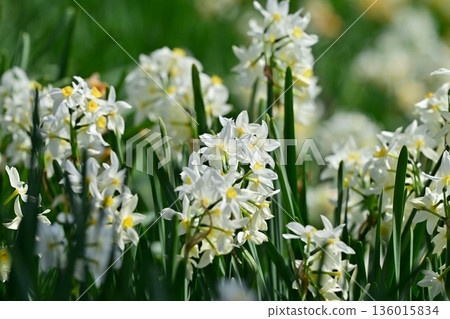 Daffodil (narcissus) Daffodil (narcissus) 136015834