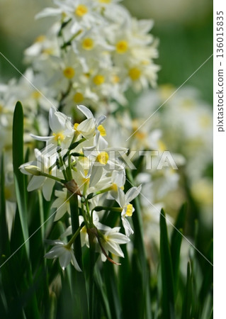 Daffodil (narcissus) Daffodil (narcissus) 136015835