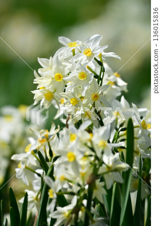 水仙花 水仙花 136015836
