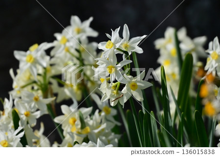 Daffodil (narcissus) 136015838