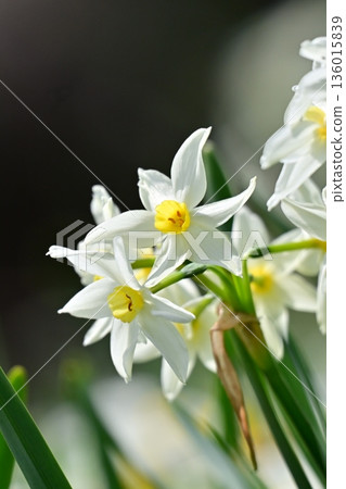 Daffodil (narcissus) Daffodil (narcissus) 136015839