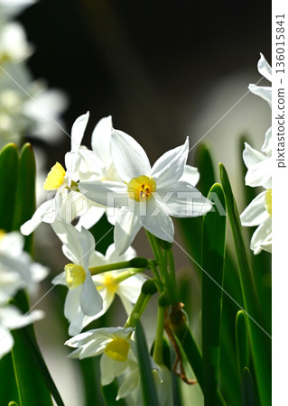 Daffodil (narcissus) 136015841