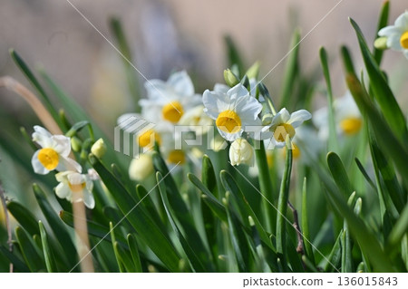 Daffodil (narcissus) 136015843