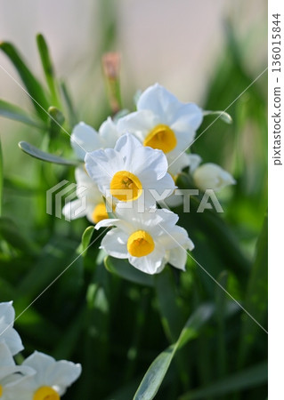 水仙花 水仙花 136015844