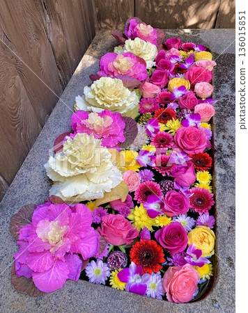 愛知縣岡崎市菅尾神宮一月盛開的鮮花水池（菊花、玫瑰、非洲菊、紫羅蘭等）美不勝收 136015851