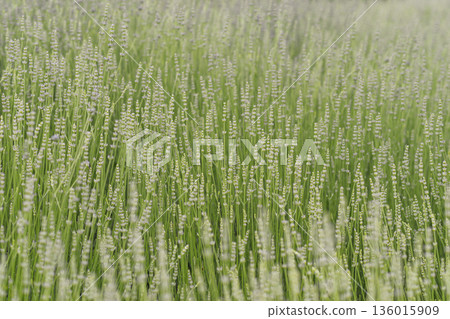 Natural green lavender field. Calm summer meadow background, wellness, nature, organic, eco design Natural green lavender field. Calm summer meadow background, wellness, nature, organic, eco design 136015909