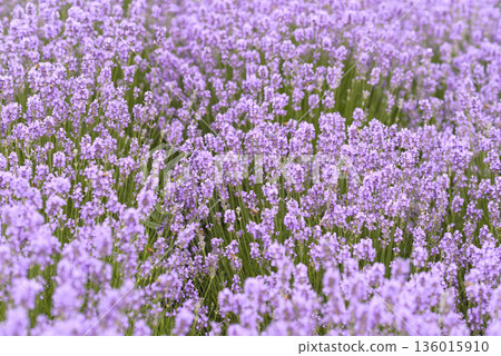 Endless lavender flowers in full bloom, creating a vibrant purple field. Natural, calming floral background for wellness, spa, beauty, nature and organic lifestyle concepts Endless lavender flowers in full bloom, creating a vibrant purple field. Natural, calming floral background for wellness, spa, beauty, nature and organic lifestyle concepts 136015910