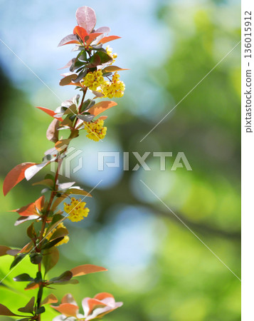 Yellow Barberry Flowers on Branch with Soft Green Bokeh Yellow Barberry Flowers on Branch with Soft Green Bokeh 136015912