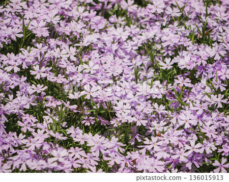 Vibrant purple phlox flowers forming a dense floral carpet. Spring blossom background with soft pastel tones, nature, garden, beauty, wellness and seasonal design concepts Vibrant purple phlox flowers forming a dense floral carpet. Spring blossom background with soft pastel tones, nature, garden, beauty, wellness and seasonal design concepts 136015913