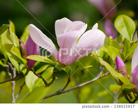 Magnolia Blossom - Spring Nature Banner 136015917