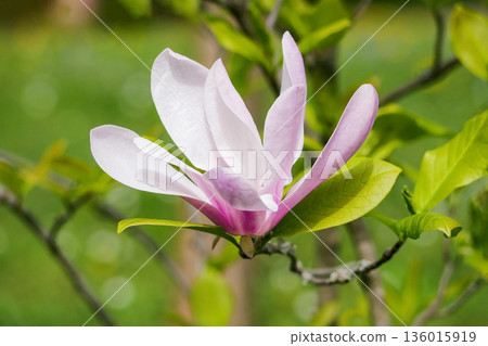 Magnolia Blossom - Spring Nature Banner 136015919
