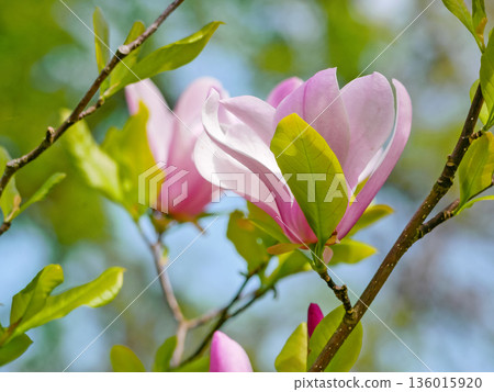 Pink Magnolia Blossom in Spring in Vienna 136015920