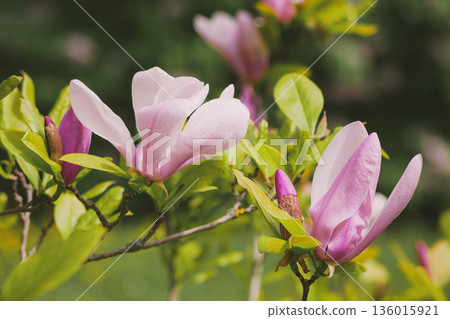 Pink Magnolia Blossoms on Tree Branch in Spring Garden in Vienna 136015921