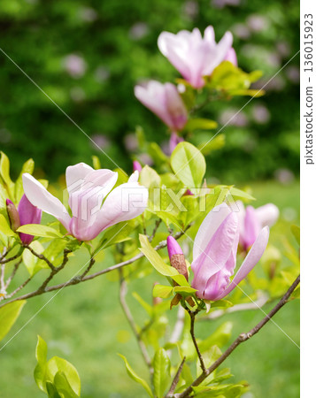 Pink Magnolia Blossoms on Tree Branch in Spring Garden in Vienna 136015923