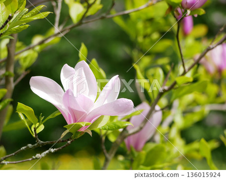 Pink Magnolia Flower Blooming on Tree Branch in Spring, Vienna Pink Magnolia Flower Blooming on Tree Branch in Spring, Vienna 136015924