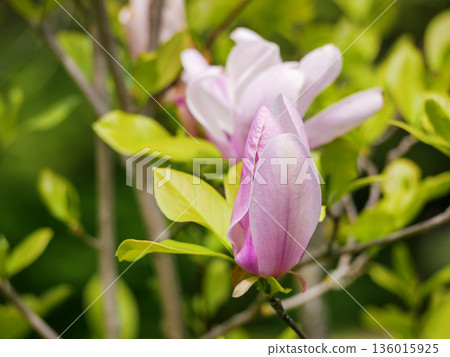 Pink Magnolia Blossoms on Tree Branch in Spring Garden in Vienna 136015925