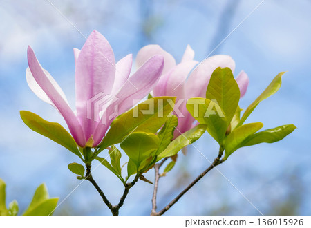 Pink Magnolia Blossom in Spring in Vienna Pink Magnolia Blossom in Spring in Vienna 136015926