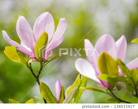Pink Magnolia Flower Blooming on Tree Branch in Spring, Vienna 136015927