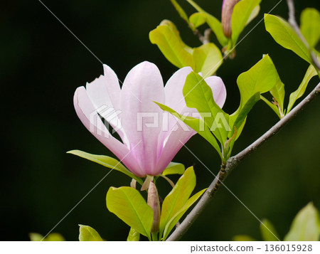Pink Magnolia Flower Blooming on Tree Branch in Spring, Vienna Pink Magnolia Flower Blooming on Tree Branch in Spring, Vienna 136015928