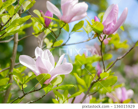 Pink Magnolia Blossoms on Tree Branches in Spring Garden in Vienna 136015929