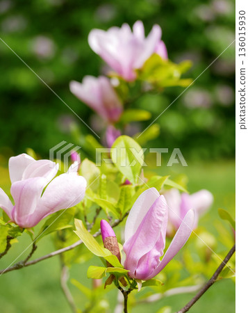 Pink Magnolia Buds and Flowers Blooming on Branch in Spring Garden in Vienna Pink Magnolia Buds and Flowers Blooming on Branch in Spring Garden in Vienna 136015930