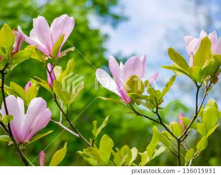 Pink Magnolia Blossoms on Tree Branches in Spring Garden in Vienna 136015931