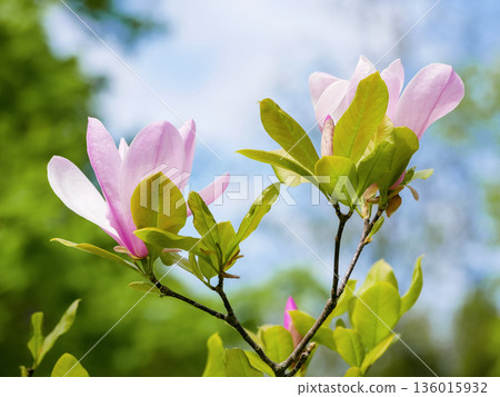 Pink Magnolia Blossoms on Tree Branches in Spring Garden in Vienna 136015932