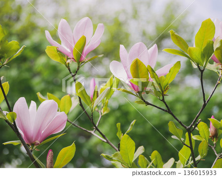 Pink Magnolia Flowers Blooming on Branches with Green Leaves in Spring in Vienna 136015933
