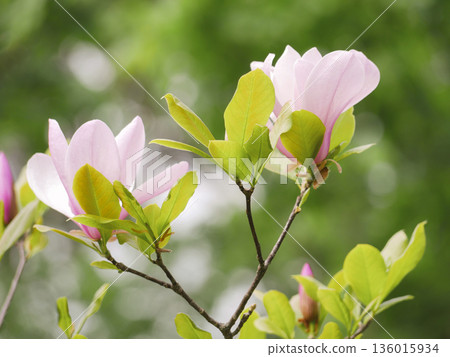 Pink Magnolia Flowers Blooming on Branches with Green Leaves in Spring in Vienna Pink Magnolia Flowers Blooming on Branches with Green Leaves in Spring in Vienna 136015934