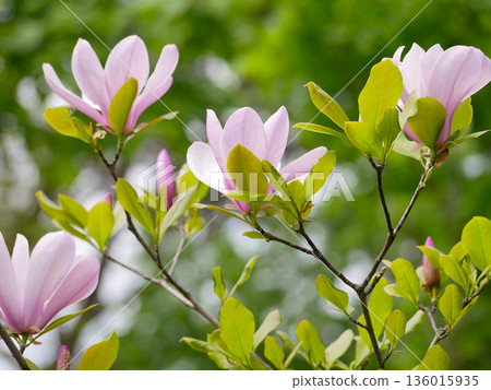 Pink Magnolia Flowers Blooming on Branches with Green Leaves in Spring in Vienna 136015935
