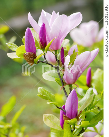 Pink Magnolia Buds and Flowers Blooming on Branch in Spring Garden in Vienna 136015936